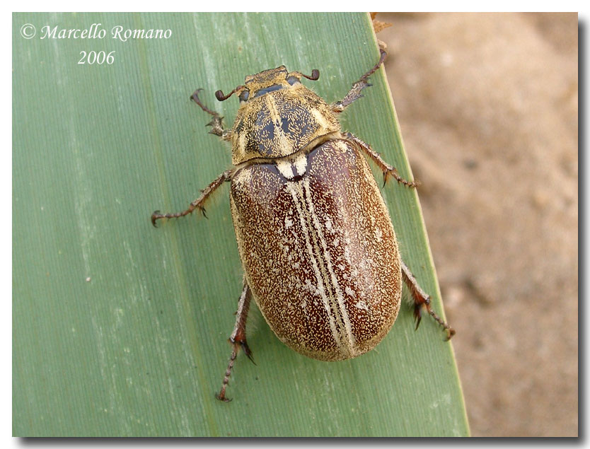 Polyphylla ragusae, il pi bel melolontide di Sicilia